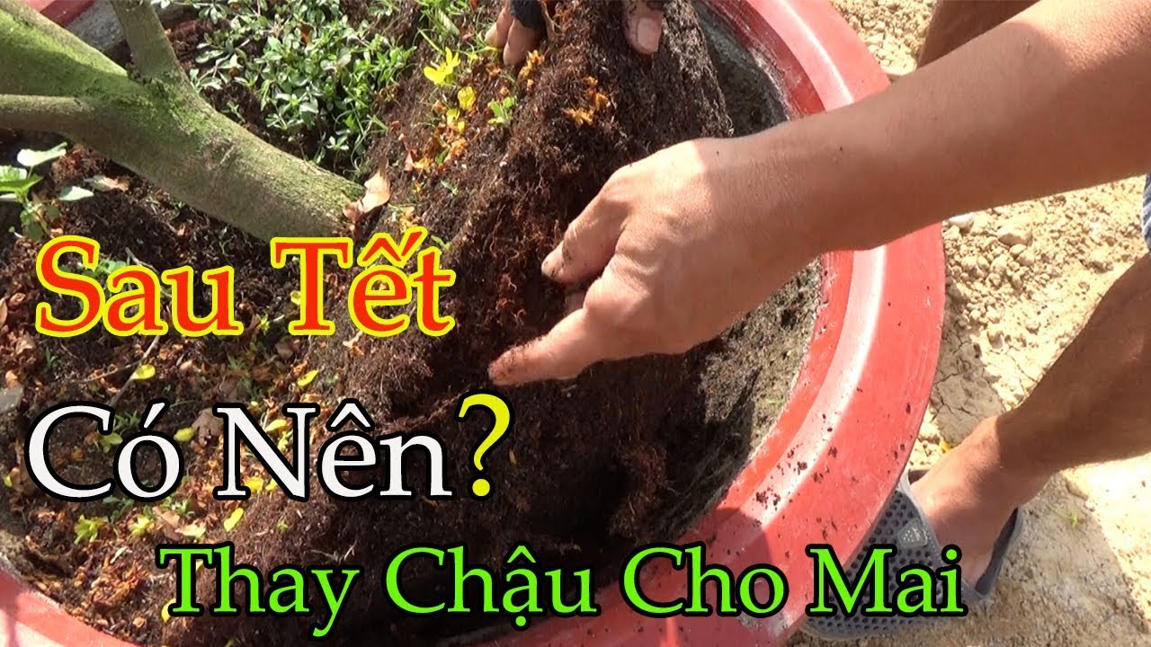 Cách Chăm Sóc Mai Sau Tết || Cắt Rễ , Thay Phân Đúng Cách Đơn Giản