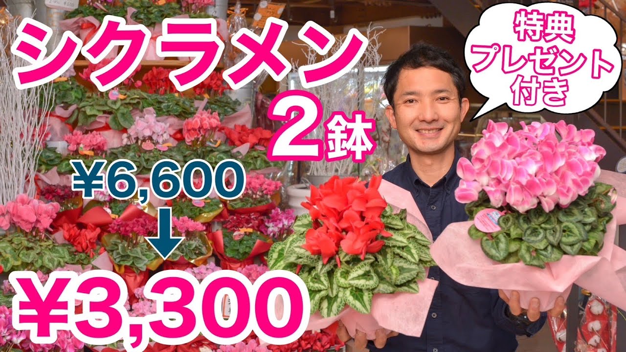 【特別なシクラメン】２鉢 お任せアソートセット