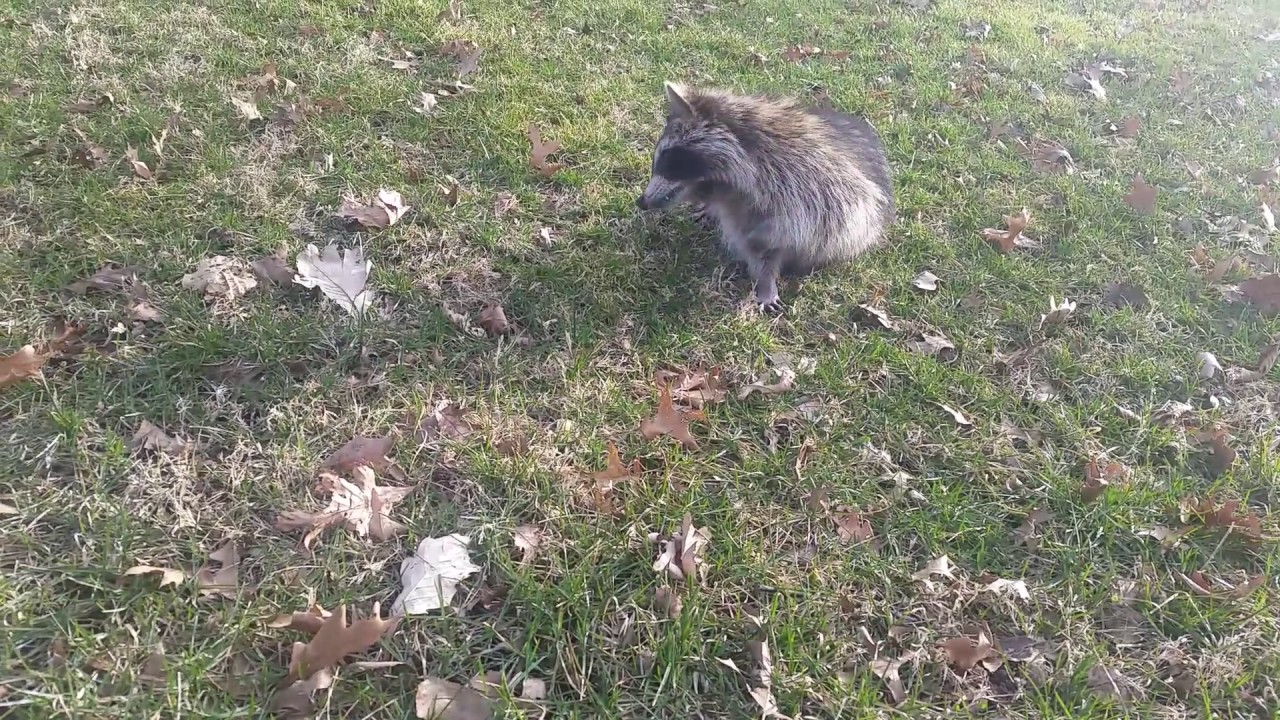 Sick racoon, Parvo, Distemper.