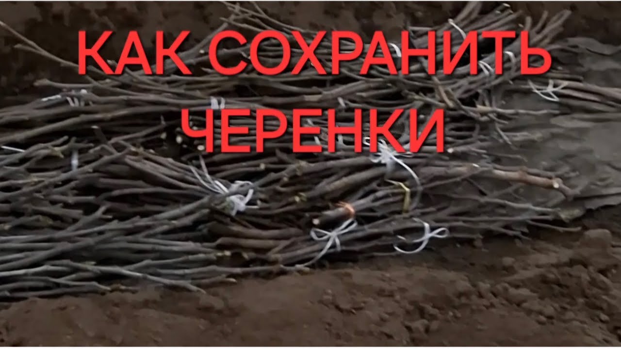 КАК ХРАНИТЬ ЧЕРЕНКИ