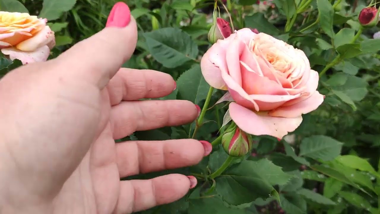 24 июня 2024 г.Погуляем по моему дворику 🌿🌹