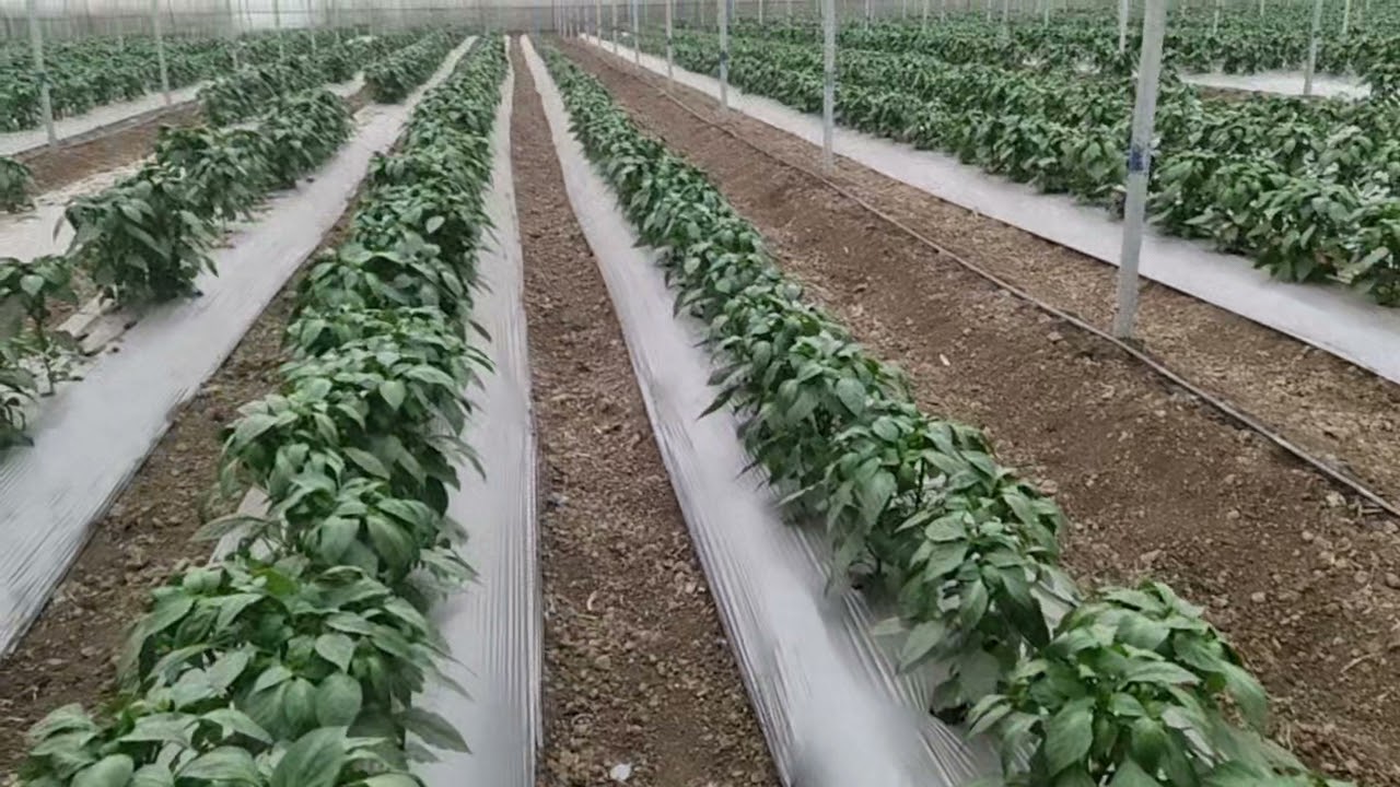 polyhouse Capsicum  शिमला मिरची ची बांधणी कशी करावी ,शेडनेट हाऊसमधील सिमला मिरचीची बांधणी पद्धत
