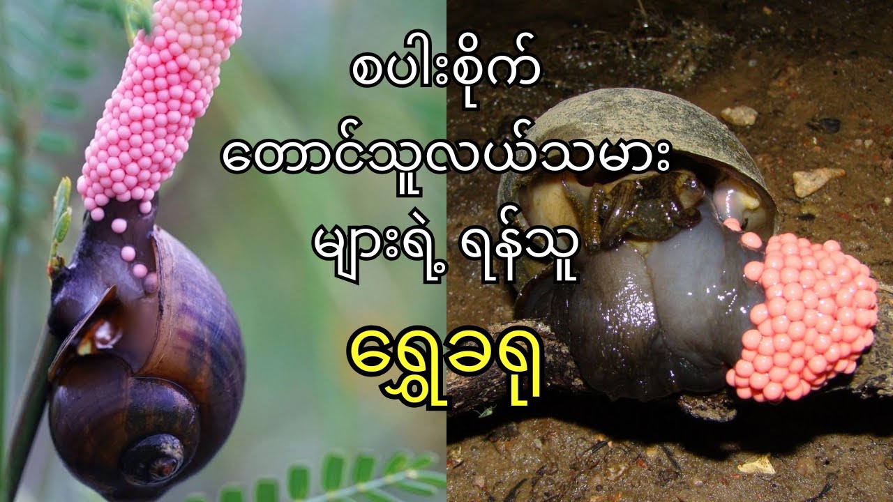 စပါးစိုက်တောင်သူလယ်သမားများရဲ့ရန်သူဖြစ်တဲ့ ရွှေခရု တွေအကြောင်း | Golden Apple Snail