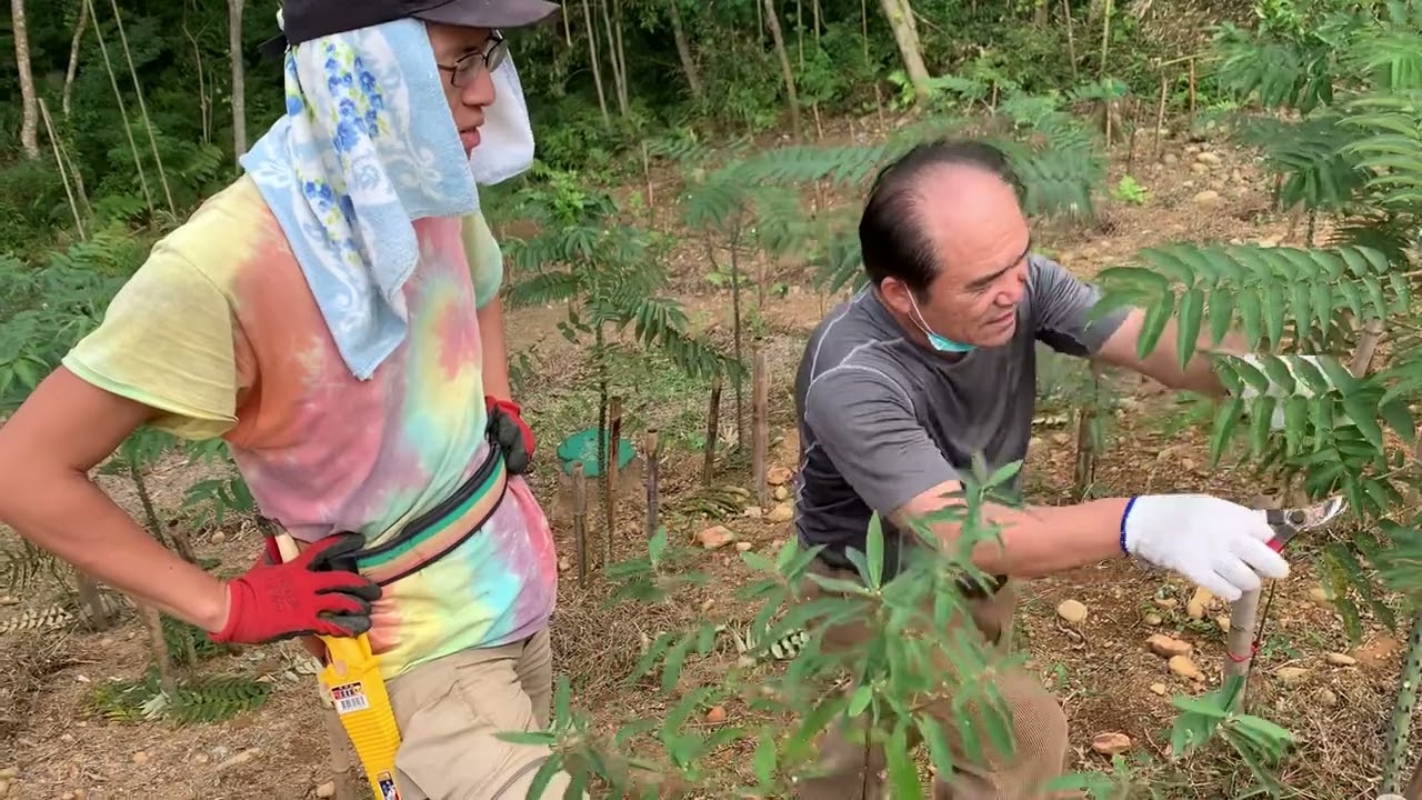 刺蔥修枝教學