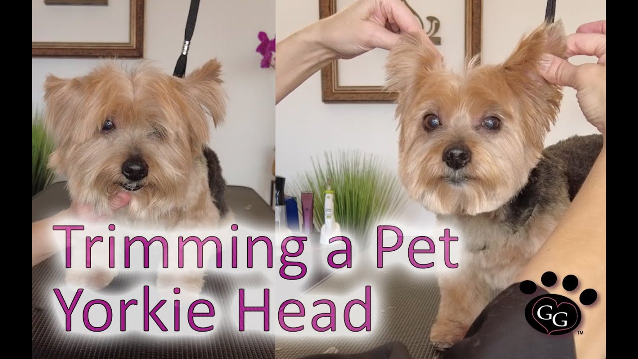 Grooming a Pet Yorkie Head (with Tipped Ears) - Yorkshire Terrier Pet Grooming - Gina's Grooming