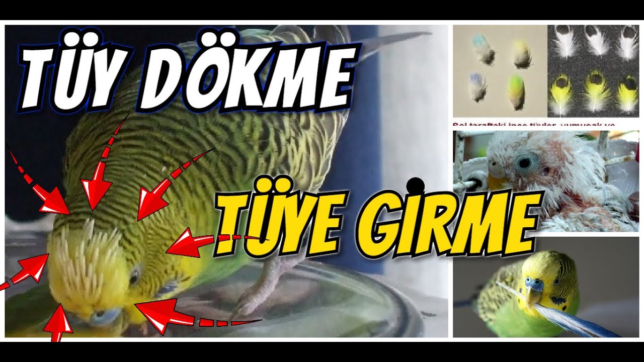 MUHABBET KUŞU TÜY DÖKÜMÜ & TÜYE GİRME NEDENLERİ !! 🦜👍