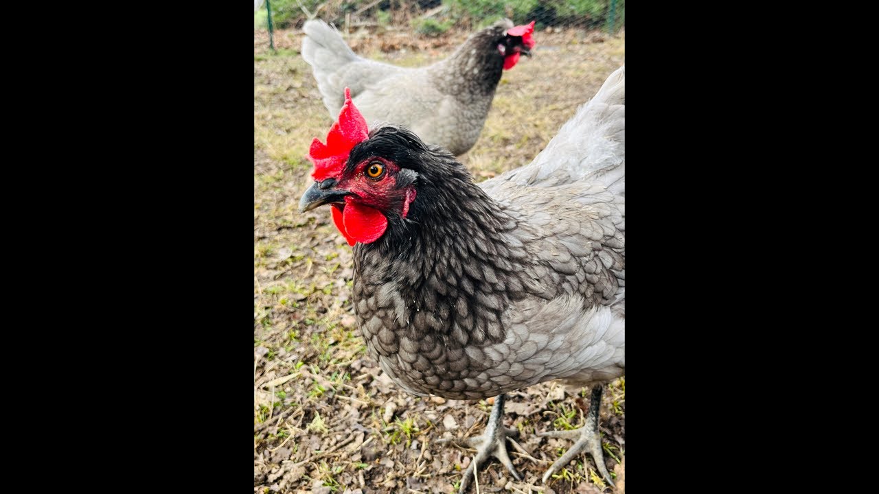 Clucky Chickens Live! Chickens Enjoying The Sunshine ~ Relaxing