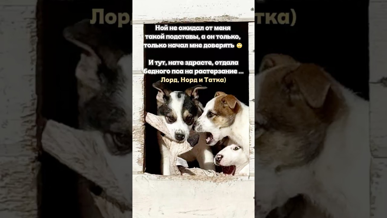 Ной не ожидал от меня такой подставы... #помощьбездомнымживотным #собака