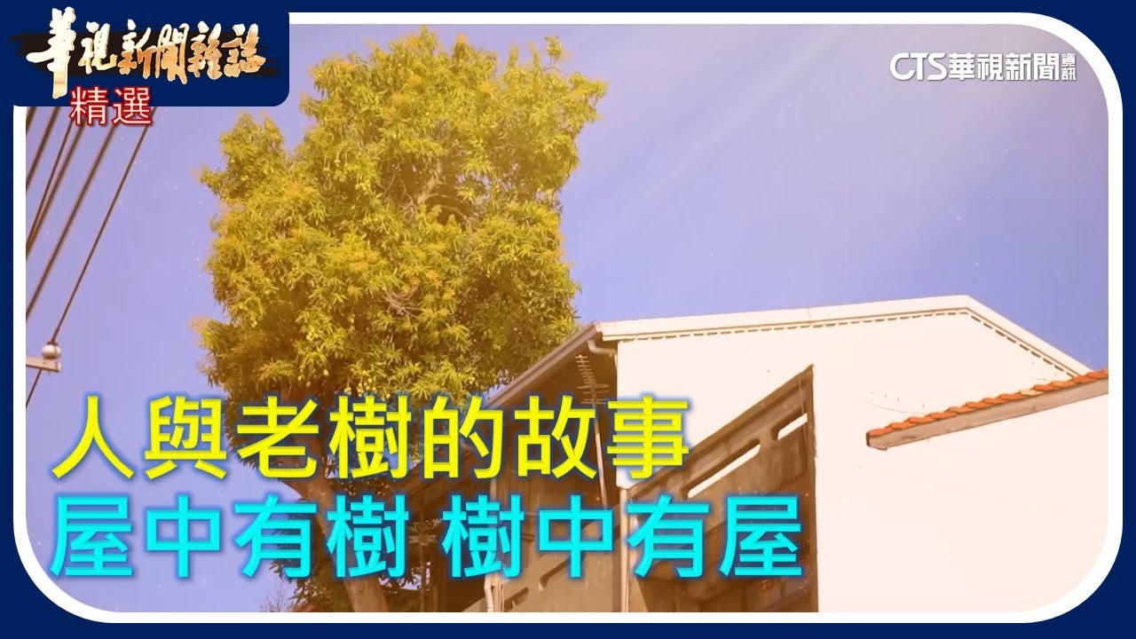 人與老樹的故事｜華視新聞雜誌｜精選