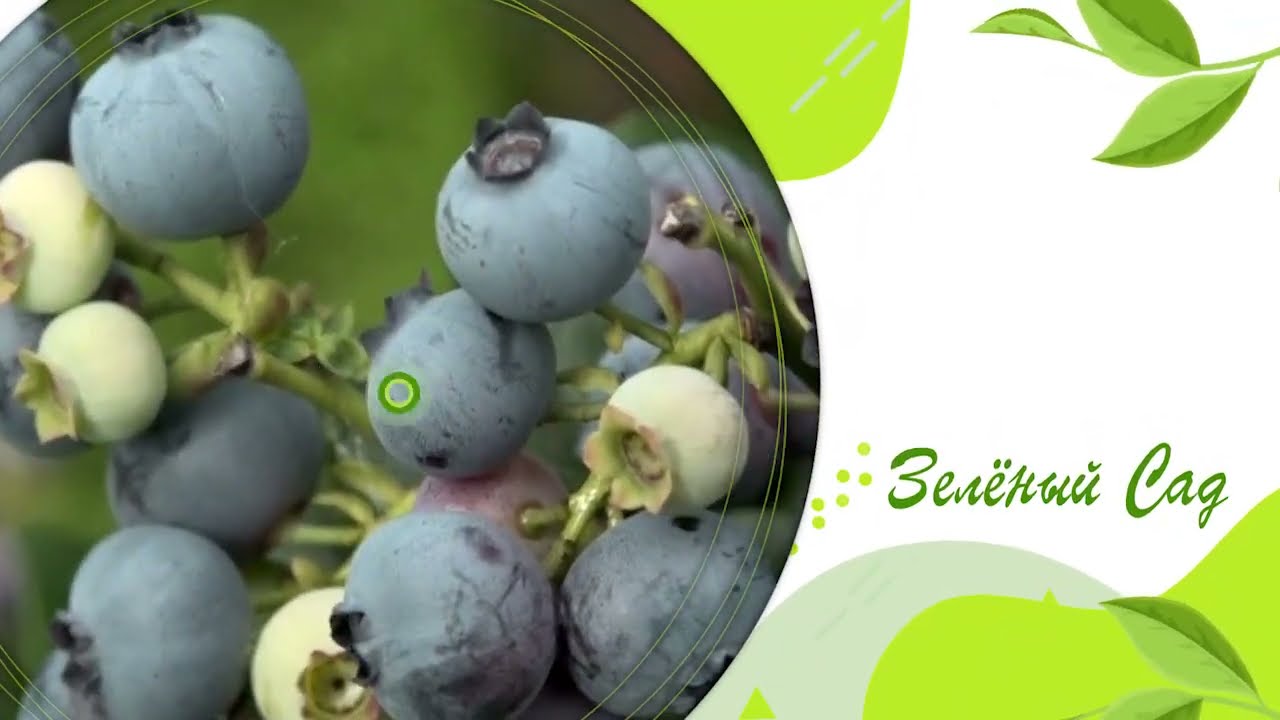 Фильм №455 - Посадка голубики. Руслан Хомячук