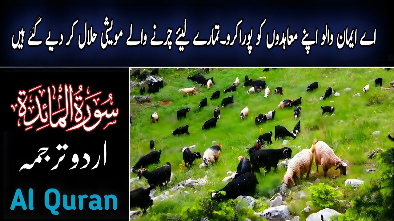 Surah Maidah Urdu Tarjuma Only | Quran Translation | By Fateh Muhammad Jalandhari