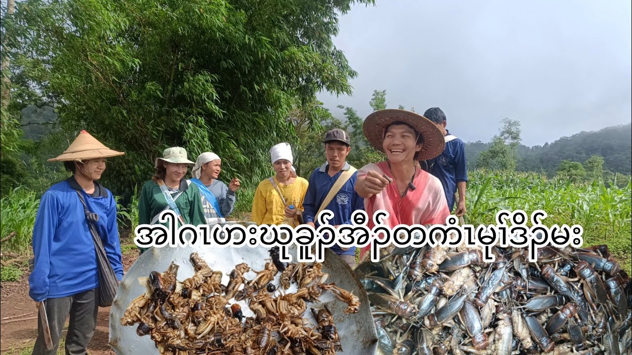 Karen food: Roasted crickets in the forest are so delicious.