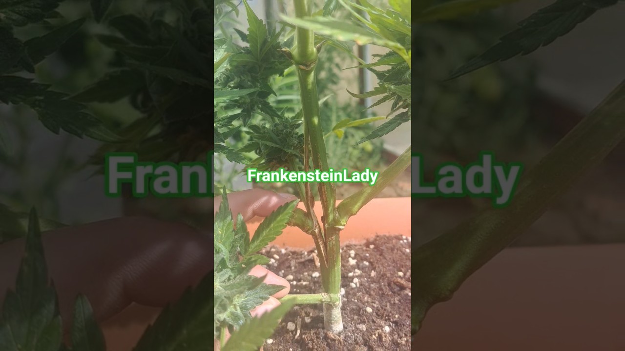 Will she survive? Stem splitting by  accident #Autoflower #outdoor #purplebud #sensiseeds