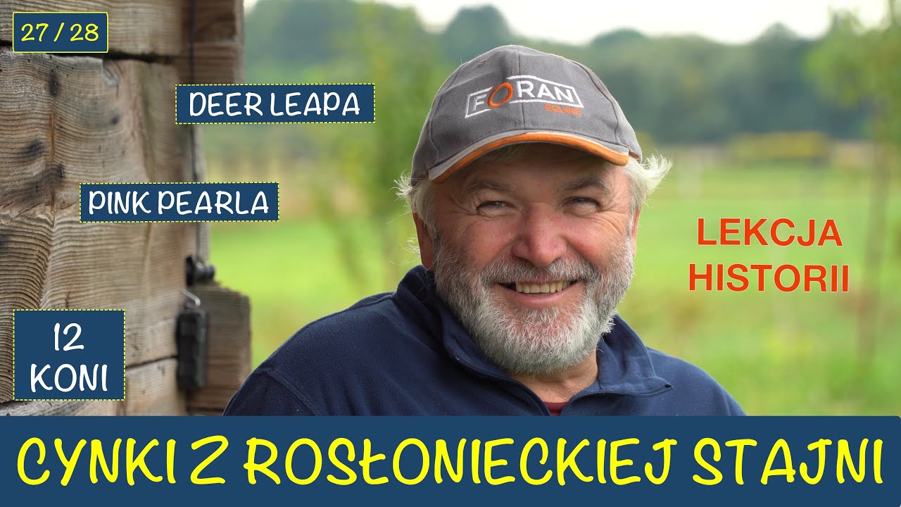 Cynki ze stajni 27 i 28 dzień wyścigowy Adam Wyrzyk Stajnia Rosłońce