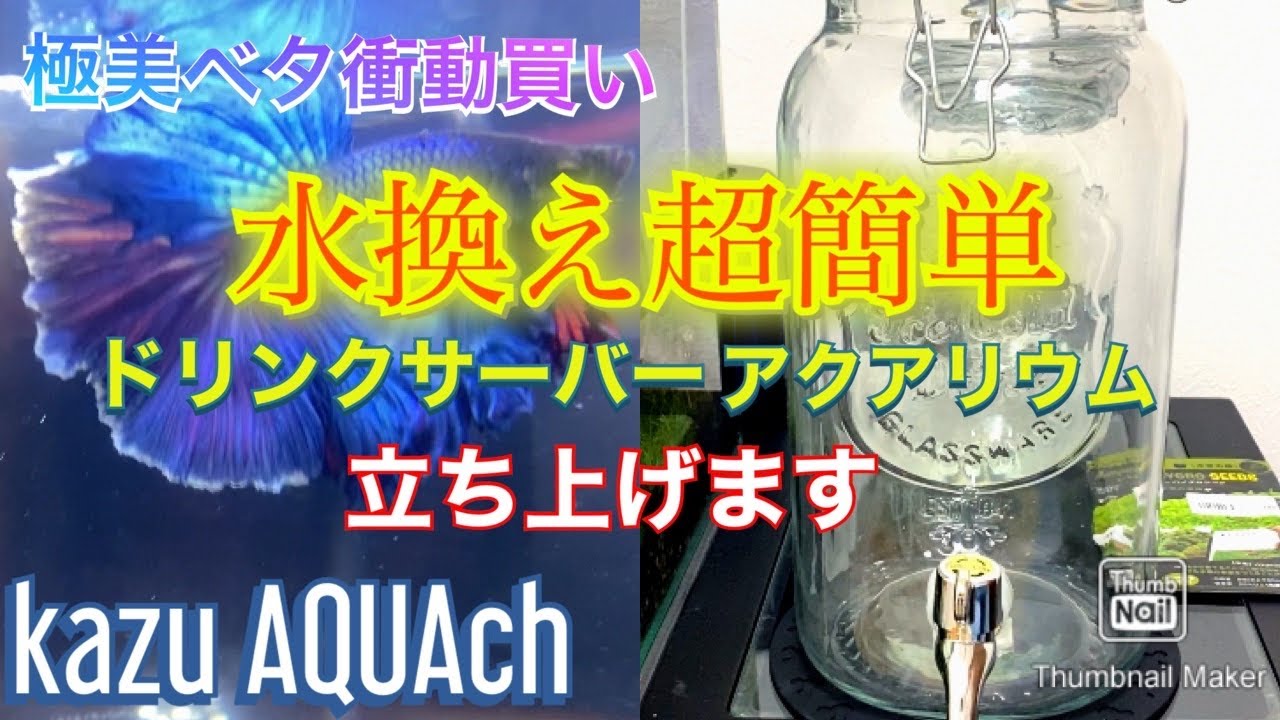 【アクアリウム】ベタ衝動買い！ウォーターサーバーアクアリウム立ち上げます！PART1【kazu AQUAch】
