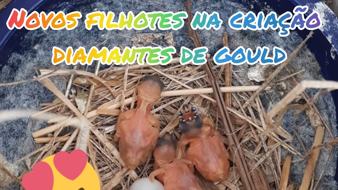 Atualizando a criação diamantes de gould