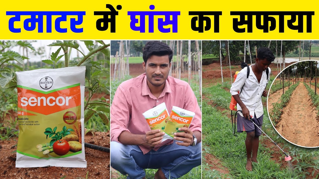 Bayer Sencor Herbicide | सेनकोर खरपतवार नाशक | टमाटर में खरपतवारनाशक  | #herbicide #sencor #farming