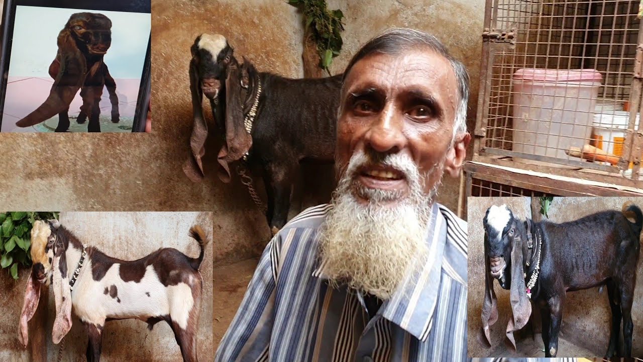Hyderabadi Breeding Setup Jaffer Bhai | Oldest Hyderabadi Goats Setup.