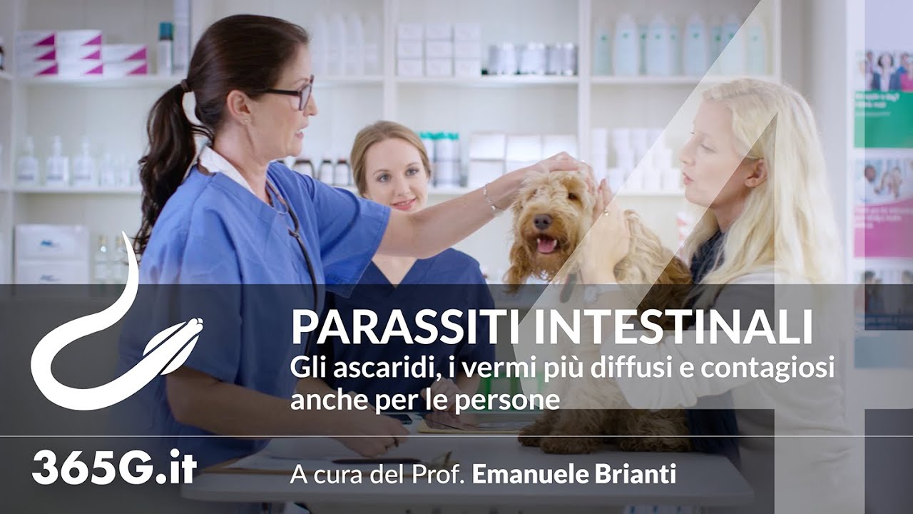 Parassiti Intestinali #4 | Gli ascaridi, i vermi più diffusi e contagiosi anche per le persone