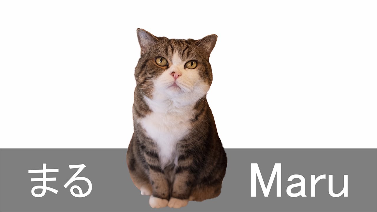 おやつ取れるかな選手権なねこ。-Cat's championship to take treats fast.-