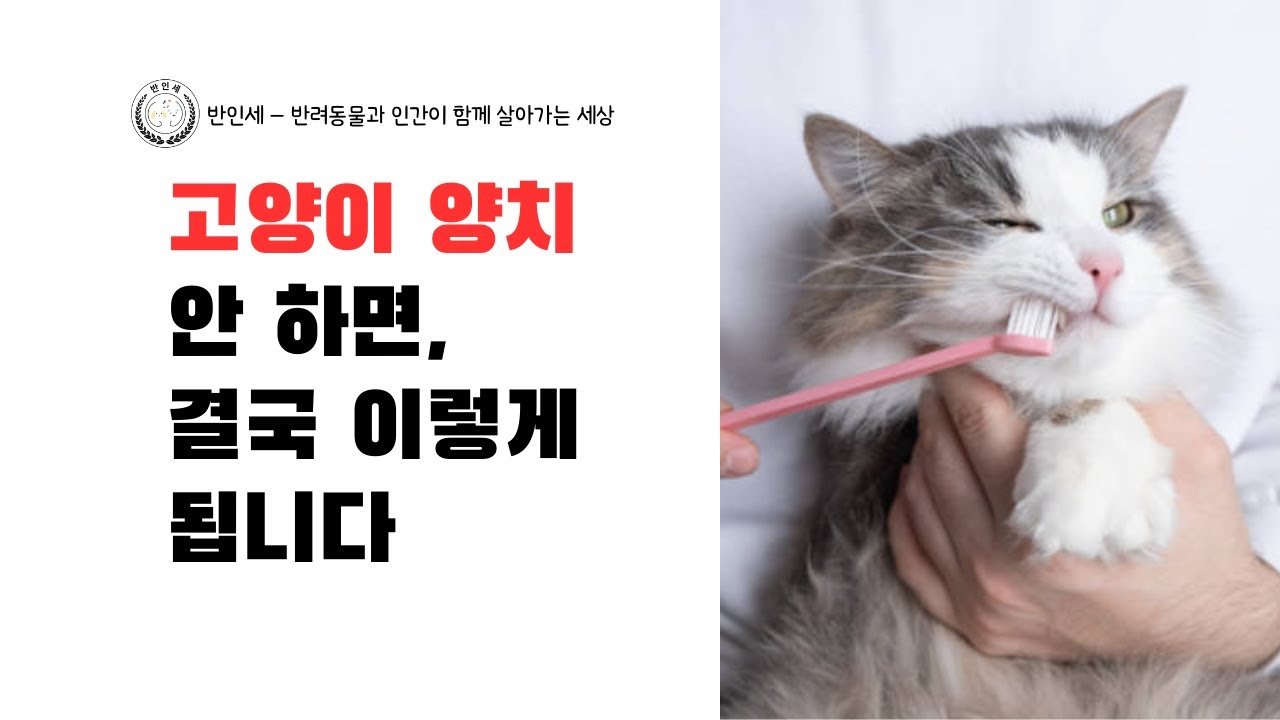 고양이 양치 안 하면, 결국 이렇게 됩니다 - 롱폼