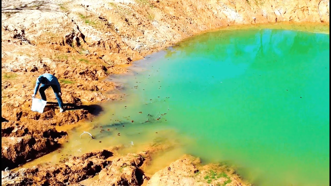 Adding 2000+ Fish to Half Acre Pond