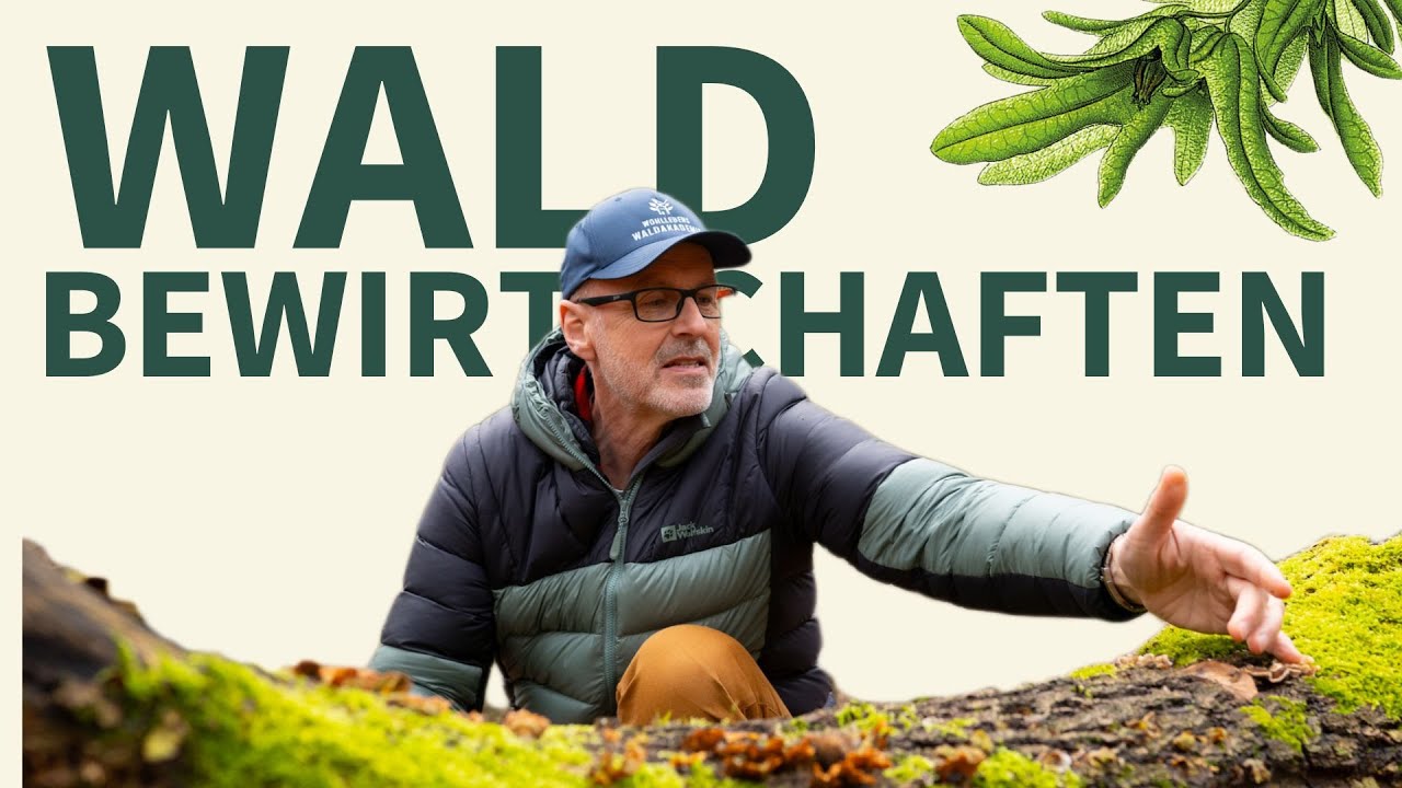 3 &ouml;kologische Wege, mit deinem Wald Geld zu verdienen