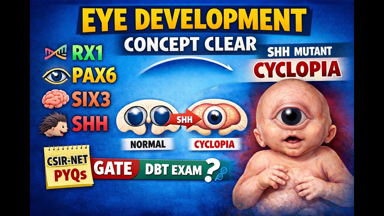 👁️Eye Development Explained | RX1, PAX6, SIX3, SHH Pathway + Cyclopia | PYQs