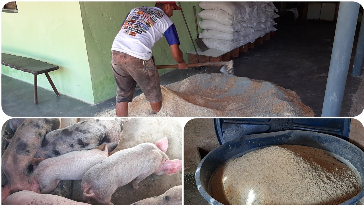 Como fazer a mistura de ração para crescimento de porcos