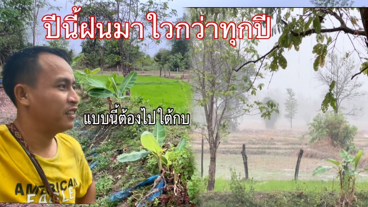 ปีนี้ฝนมาใวกว่าทุกปีคืนนี้ต้องได้กินกบและเขียด