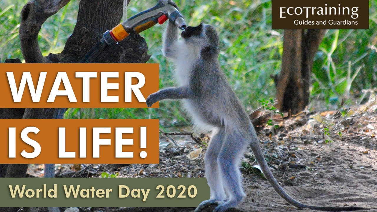 World Water Day 2020 | Water is life