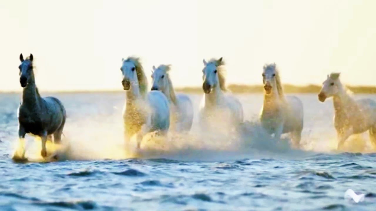 Musica Rilassante con Cavalli della Camargue
