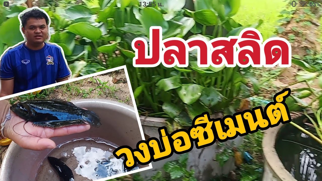 เลี้ยงปลาสลิด บ่อซีเมนต์ (มีกินตลอดปี) #เหมาะสถานที่จำกัด#ดูแลง่าย #สะอาด EP.71