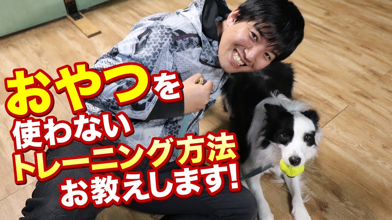 おやつを使わないワンちゃんのトレーニングの仕方お教えします！