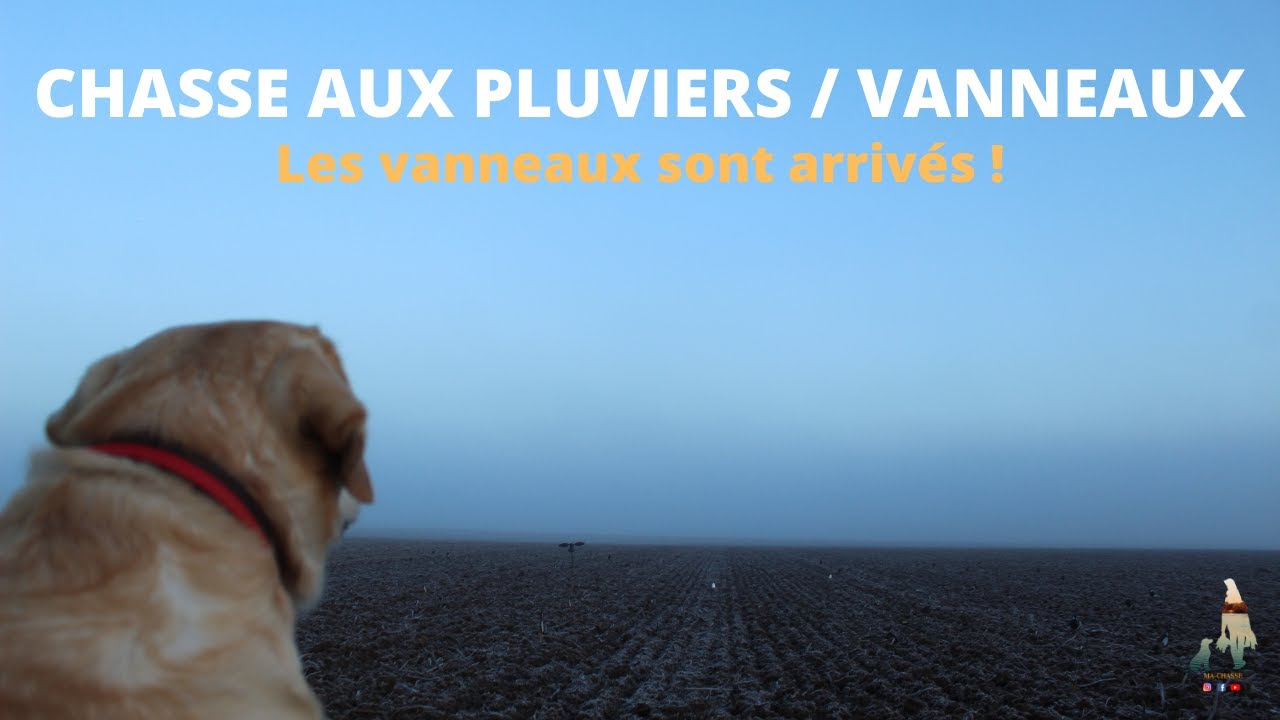 CHASSE aux Pluviers doré et Vanneaux Huppé | Les vanneaux sont arrivés