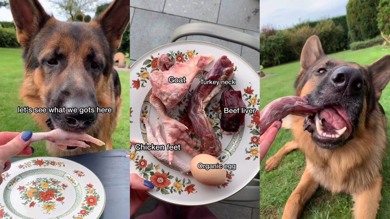 German Shepherd Food Review 