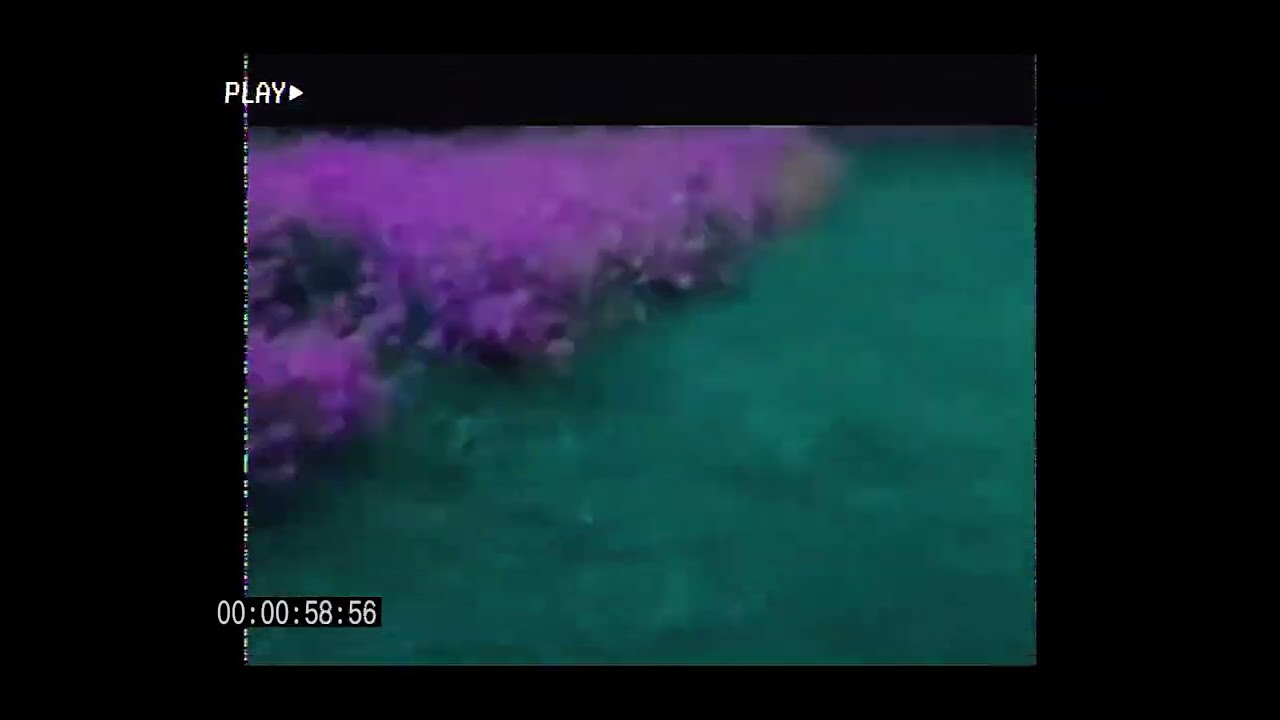 Purple - pGb x Wink (Official Purple)