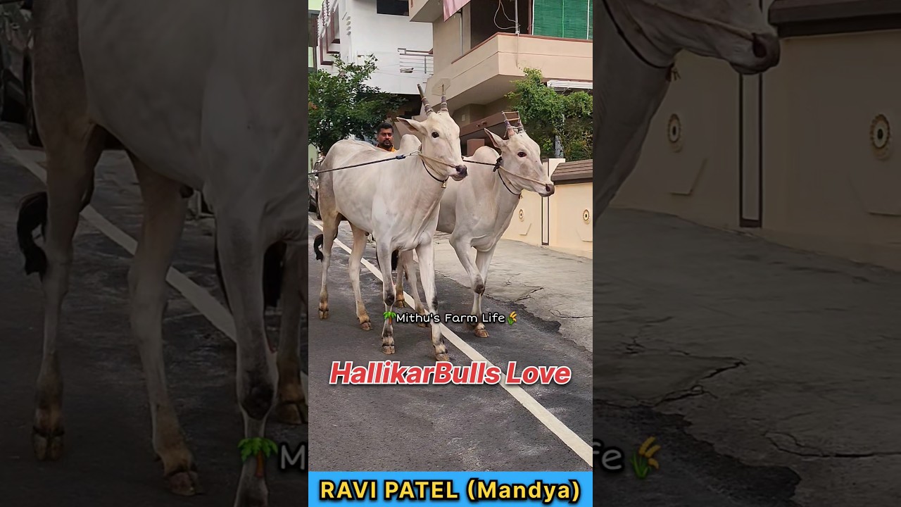HallikarBull Love #hallikarcalf #hallikarbulls #hallikarbullfarming #hallikar #bulls #bull #calf #ck