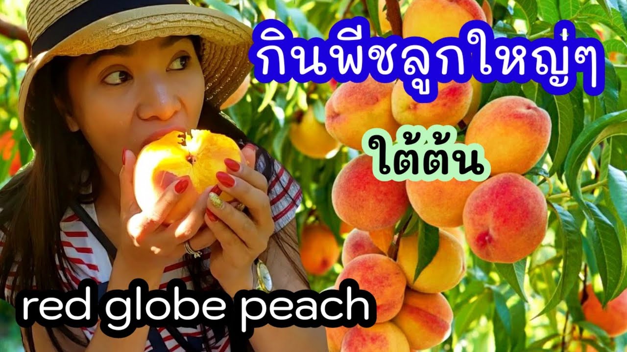 กินพีชลูกใหญ่ๆ ใต้ต้น ฟินมาก /Ep.2 ลูกท้อ/ชีวิตในอเมริกา/red globe peach