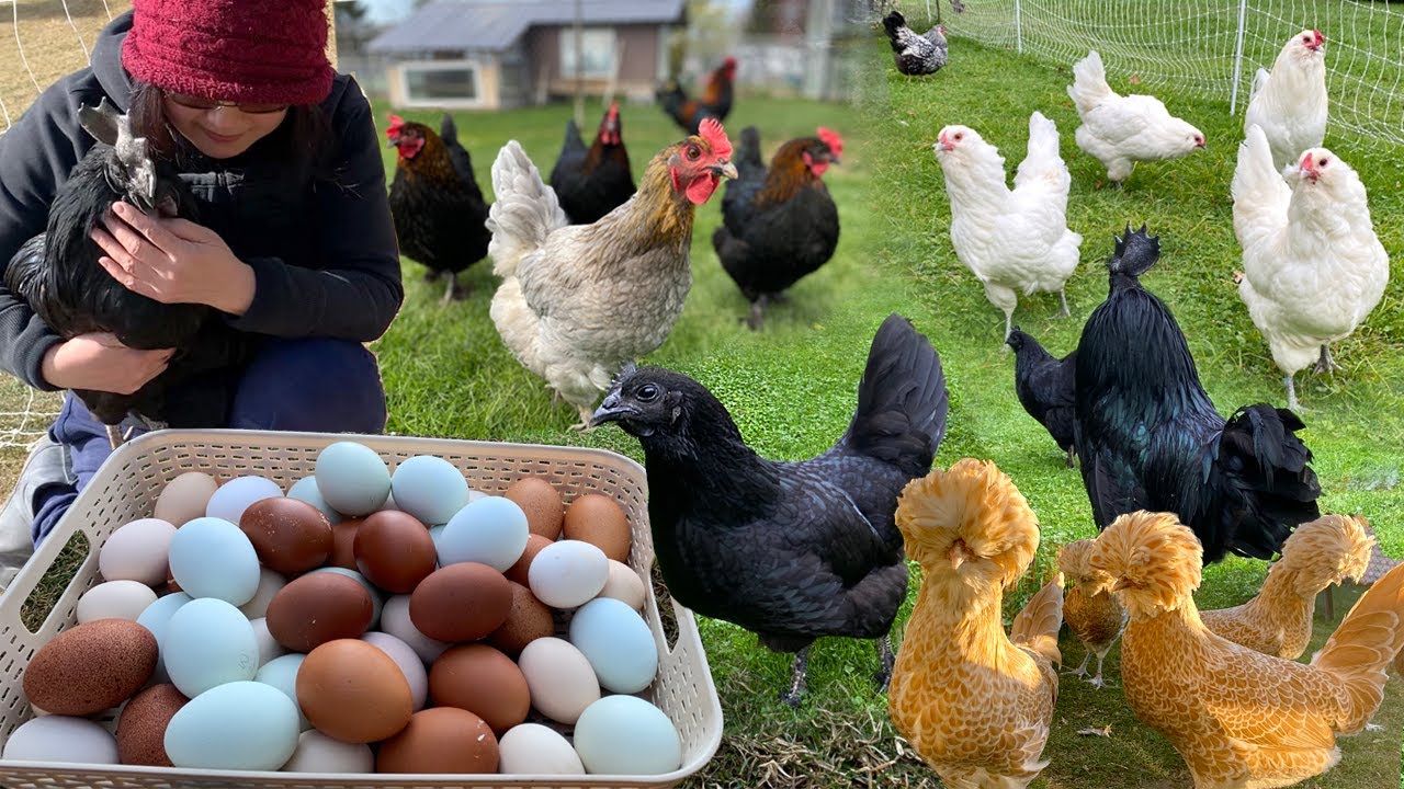Peaceful Day With Organic Poultry: Caring My Pets, Cleaning & Collect Farm Fresh Eggs