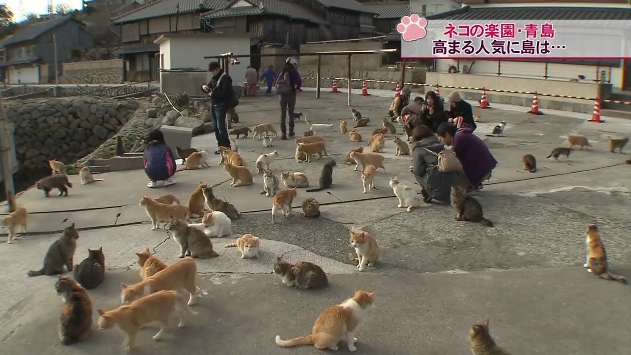 猫の島 愛媛県大洲市長浜 青島