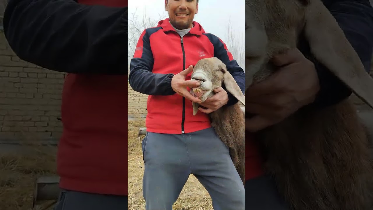 Qoʻchqorni Tozasi kerak deganlarga tel 94-019-86-63