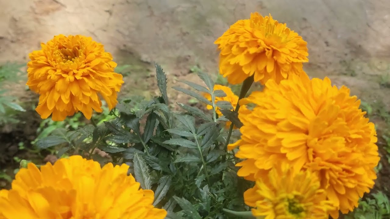 BEAUTIFUL FLOWERS BLOOMED AT THE GARDEN. 🏵 GARDEN AND WATERGARDEN. 🪷💐👌