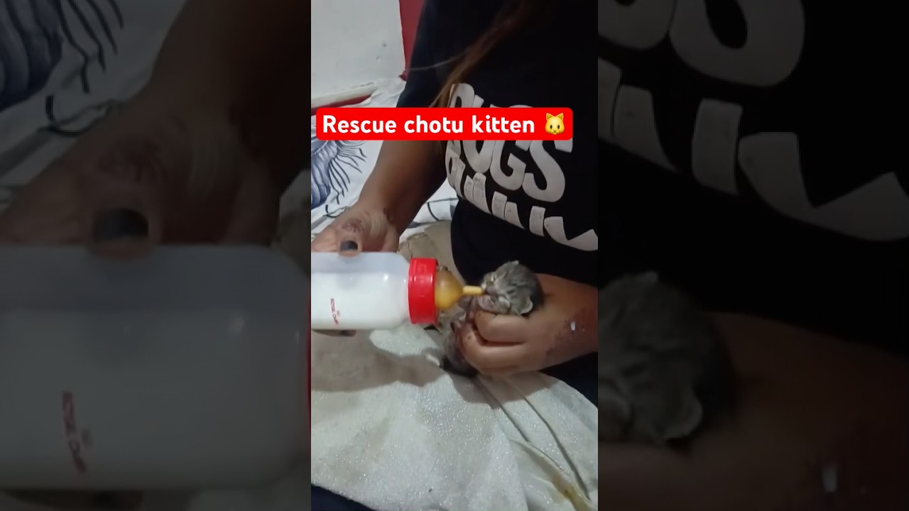 Rescue kitten 🐈&zwj;⬛ #missing maa #save #adopt#help