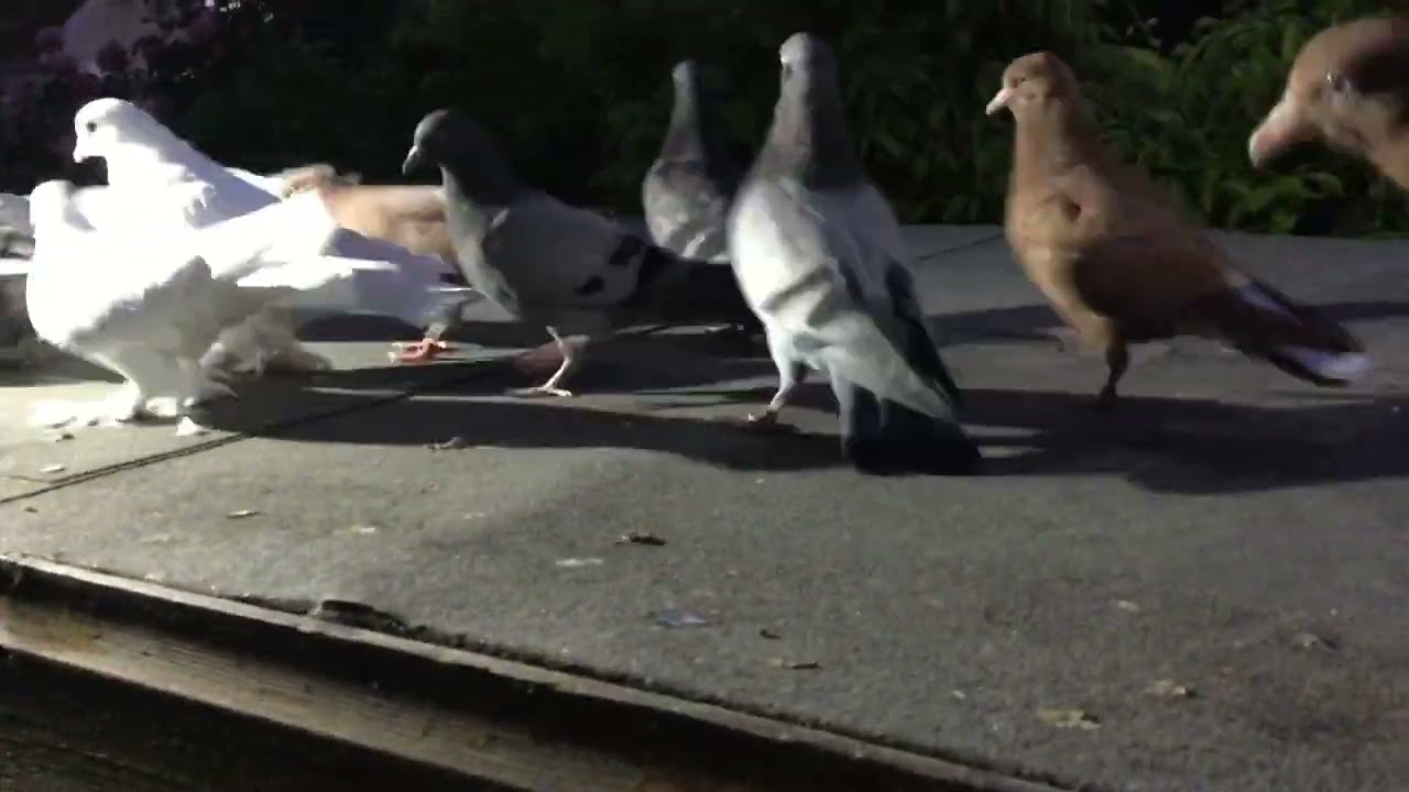 First stage of dark training.. young Tippler pigeons.
