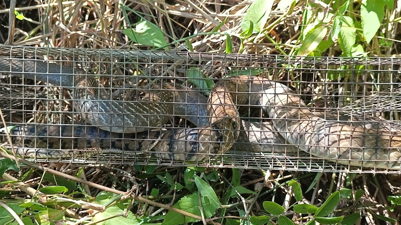 Trúng mánh hành nhất vện nhất điều có/snake trap in Vietnam