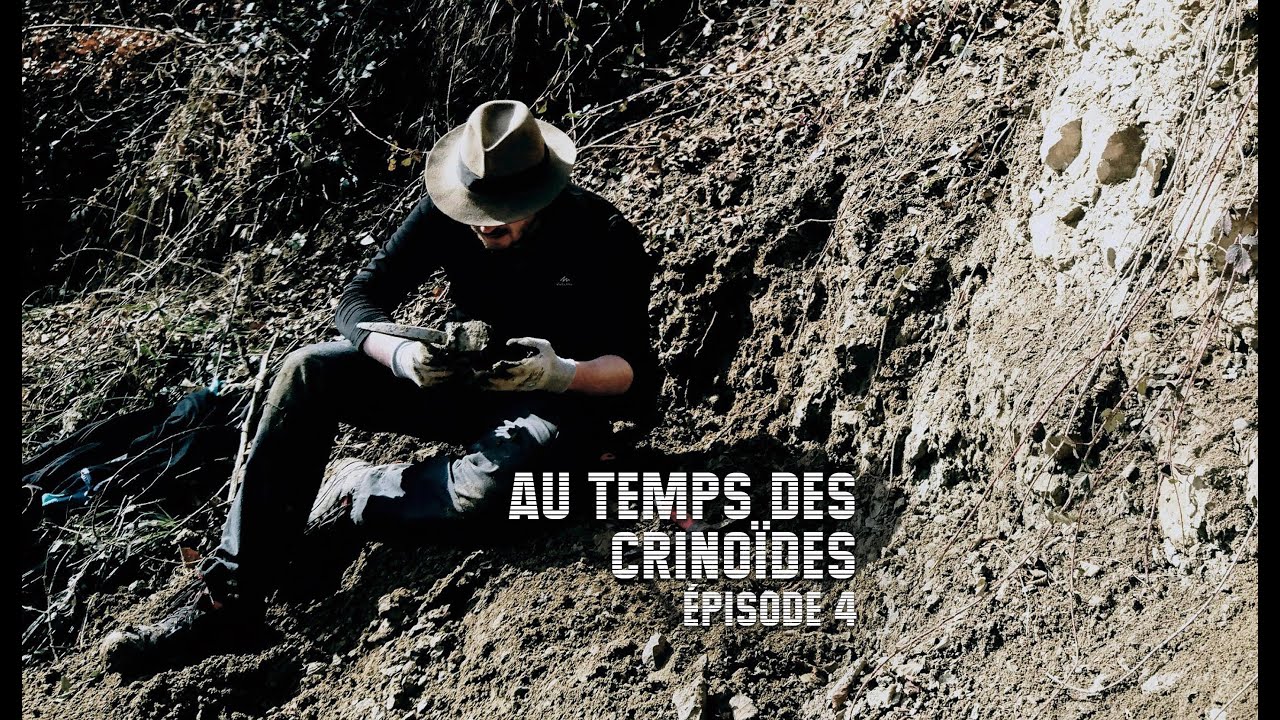 Au temps des Crinoïdes 4 - Burdigalien / Miocène / Néogène / Cénozoïque - Mollusques