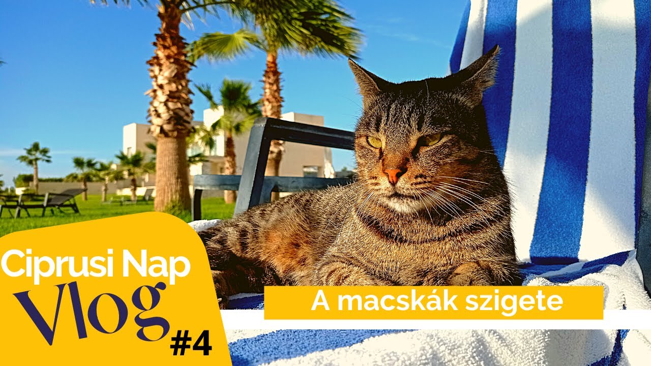 Ciprusi Nap Vlog_#4 – Ciprus, a macskák szigete