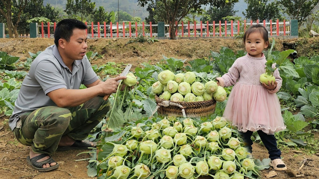 Harvest your home's green vegetable garden-bring it to the market sell-Gardening and growing taro.