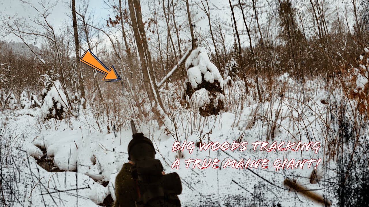 Tracking the BIGGEST Buck I’ve EVER Seen ~ A True Maine Giant! 🦌